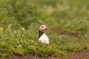 PUFFIN 010